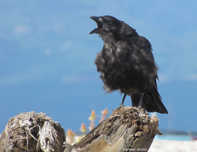 Corneille du nord-ouest - Northwestern Crow