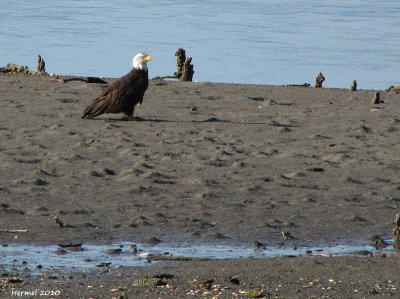 Pygargue  tte blanche - Bald Eagle