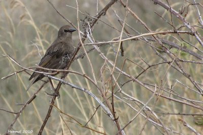 Etourneau sansonet - European Starling