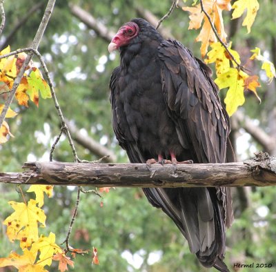 Urubu  tte rouge - Turkey Vulture