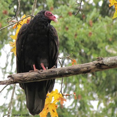 Urubu  tte rouge - Turkey Vulture