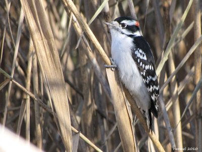 Pic mineur - Downey Woodpecker