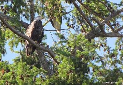 Pygargue à tête blanche - Bald Eagle