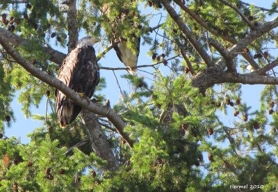 Pygargue  tte blanche - Bald Eagle