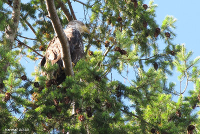 Pygargue  tte blanche - Bald Eagle