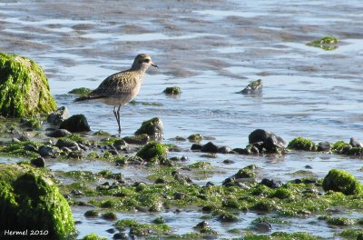 Pluvier bronzé - American golden Plover