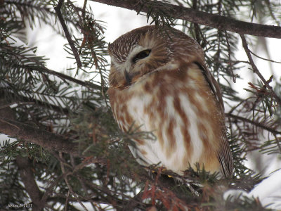 Petite Nyctale - Northern Saw-whet Owl