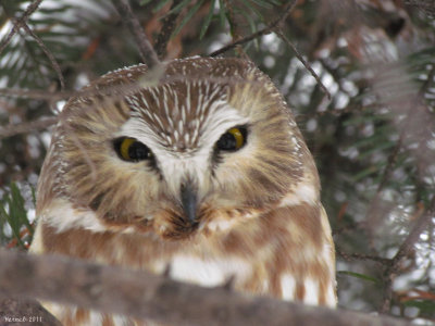 Petite Nyctale - Northern Saw-whet Owl