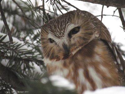 Petite Nyctale - Northern Saw-whet Owl