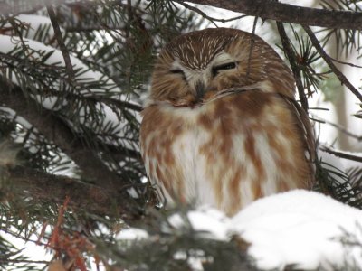 Petite Nyctale - Northern Saw-whet Owl