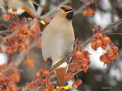 Jaseur boral - Bohemian Waxwing