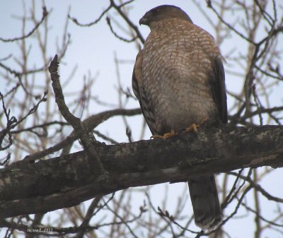 Epervier de Cooper - Cooper's Hawk