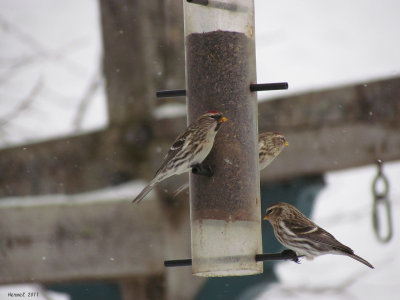 Sizerin flamm - Common Redpoll