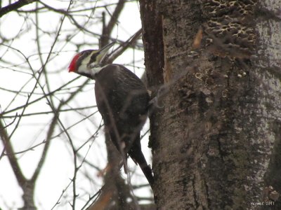 Grand Pic - Pileated Woodpecker