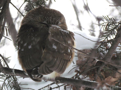 Petite Nyctale - Northern Saw-whet Owl