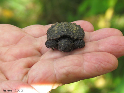 Bb tortue - Baby turtle