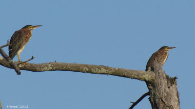 Hron vert - Green Heron