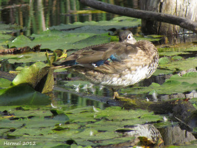 Canard branchu - Wood Duck