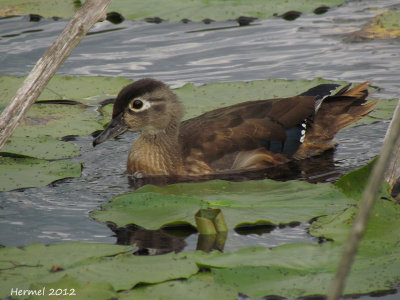 Canard branchu - Wood Duck