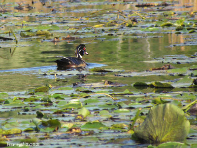 Canard branchu - Wood Duck