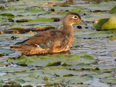 Canard branchu - Wood Duck