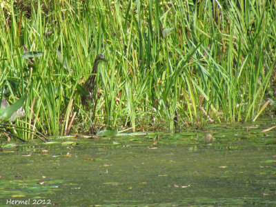 Butor d'Amrique - American Bittern