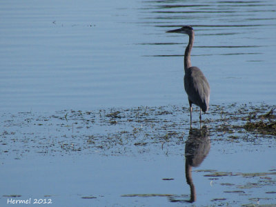 Grand Hron - Great Blue Heron