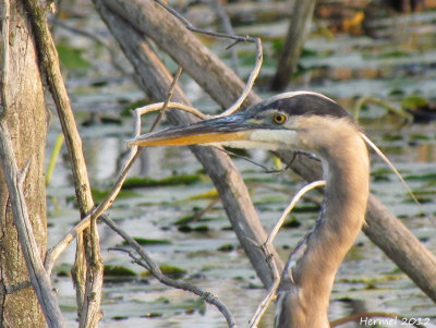 Grand Hron - Great Blue Heron