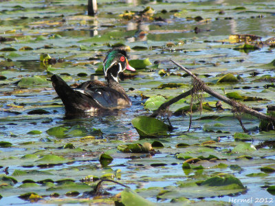 Canard branchu - Wood Duck