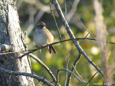 Bruant des marais -Swamp Sparrow