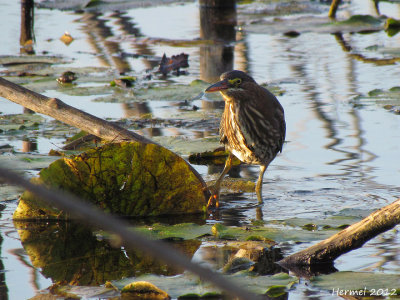 Hron vert - Green Heron