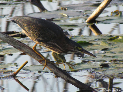 Hron vert - Green Heron