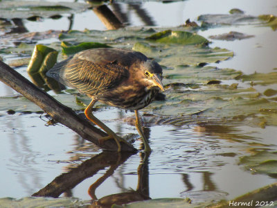 Héron vert - Green Heron