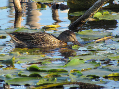 Sarcelle d'hiver - Green-winged Teal