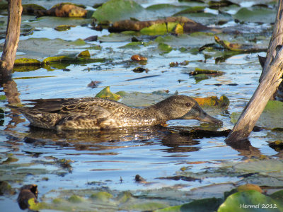 Sarcelle d'hiver - Green-winged Teal