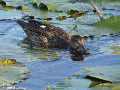 Sarcelle d'hiver - Green-winged Teal