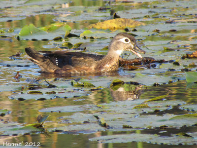 Canard branchu - Wood Duck