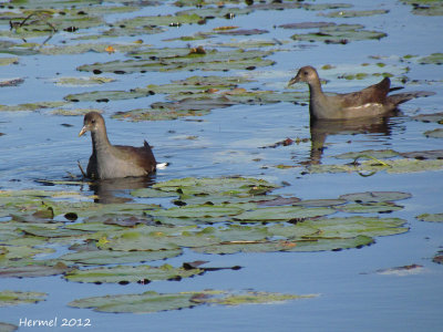 Gallinule - Common Moorhen