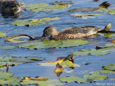 Sarcelle  ailes bleues - Blue-winged Teal