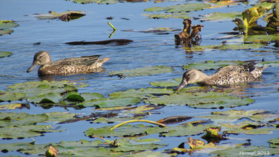 Sarcelle  ailes bleues - Blue-winged Teal