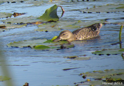 Sarcelle à ailes bleues - Blue-winged Teal