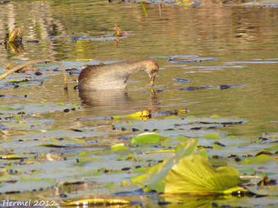 Gallinule - Common Moorhen