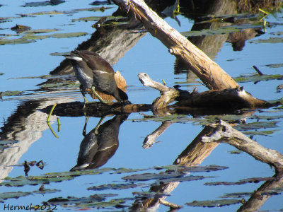 Gallinule - Common Moorhen