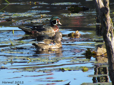 Canard branchu - Wood Duck