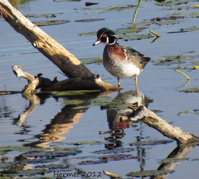 Canard branchu - Wood Duck