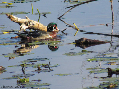 Canard branchu - Wood Duck