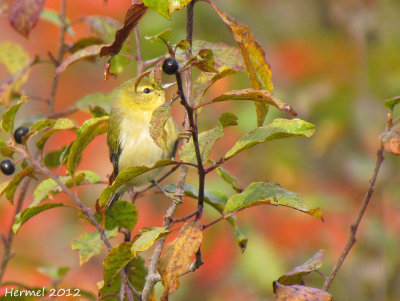 Paruline obscure - Tennessee Warbler