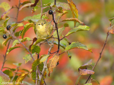 Paruline obscure - Tennessee Warbler