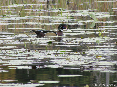 Canard branchu - Wood Duck