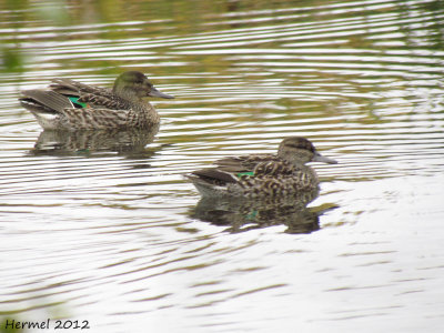 Sarcelle d'hiver - Green-winged Teal